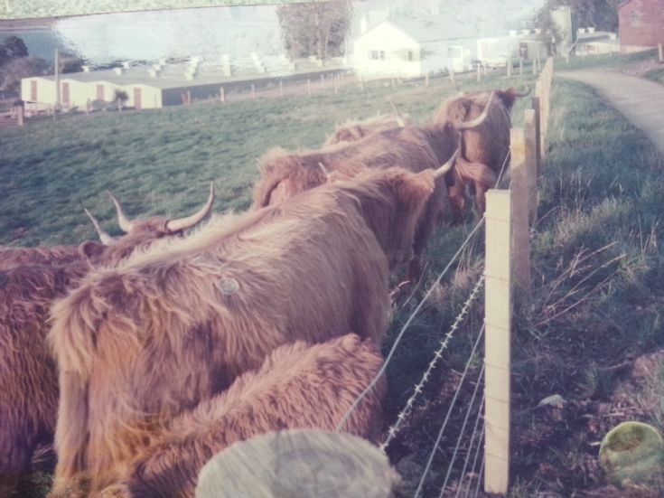 Highland cows at South Sutor chicken farm