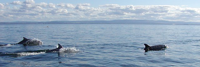 Group of Dolphins outside the Sutors - 2003