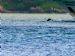 Dolphins Bow Riding