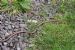 A snake in the grass