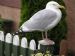 Tame Seagull in front of Stornoway House, Shore Street