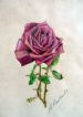 Rosenberg Rose