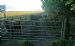Cows on the Sewage Farm Road making walking access difficult and hazardous