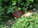 Littering on The Paye