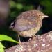 Wren chick on the Cromarty Estate