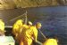 Fisherman pulling in the nets