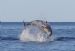 Dolphin leaping in the firth - 2003