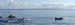 Group of Dolphins outside the Sutors - 2003